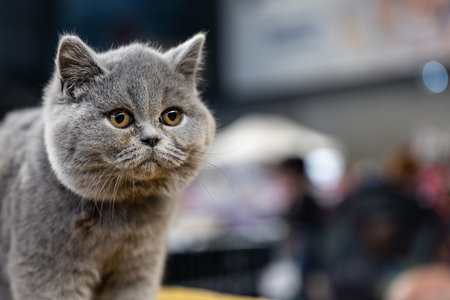 British Shorthair cat in the street. Shorthair cat.の写真素材