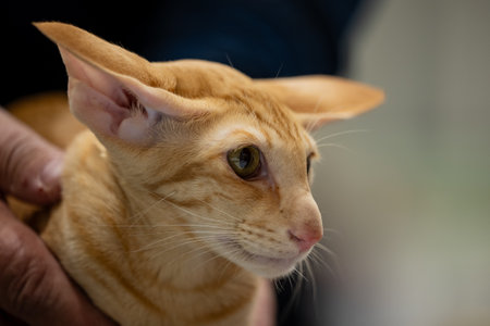 Close up of a cat in the hands of a man. Selective focus.の写真素材