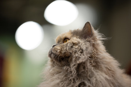 Persian cat looking at the camera. Shallow depth of field.の写真素材