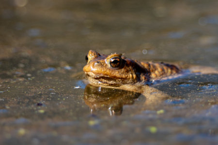 Common toad (Bufo bufo) in the waterの写真素材
