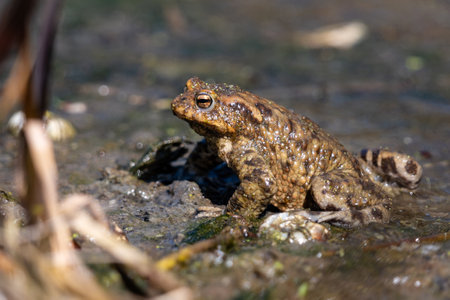Common toad (Bufo bufo) in natural habitat