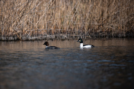 A male and female goldeneye on a lake in winter.の写真素材
