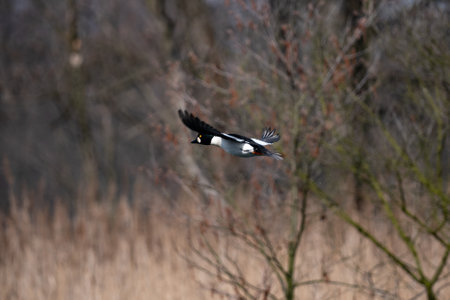 Bucephala (Goldeneyes) in flight over a meadow in winter.の写真素材