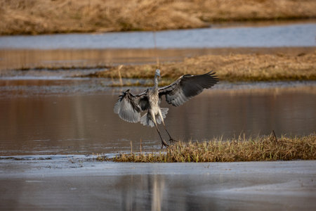 Gray Heron (Ardea cinerea) in flightの写真素材