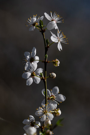 White flowers on a branch of a blossoming apricot treeの写真素材