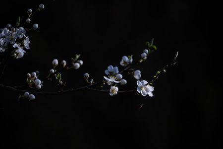 Beautiful blooming branch of cherry tree on a black background.の写真素材
