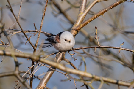 Long-tailed tit, Aegithalos caudatus, single bird on branch, Warwickshireの写真素材