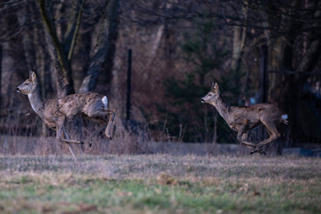 Roe deer, capreolus capreolus, running on fieldの写真素材