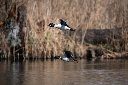 Male and female mallard (Anas platyrhynchos) in flightの写真素材