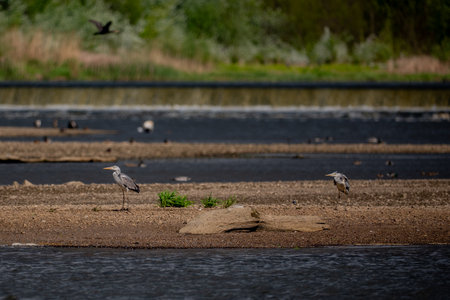 Heron, Ardea cinerea, flock of seagulls on the riverbankの写真素材