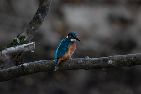 Kingfisher (Alcedo atthis) perched on a branchの写真素材