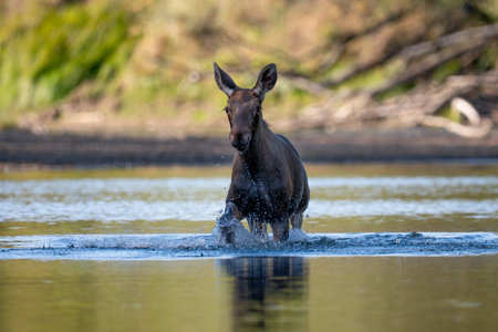 Moose (Alces alces) in water, Polandの写真素材