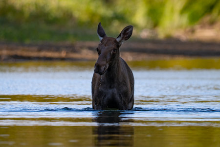 Moose (Alces alces) in waterの写真素材