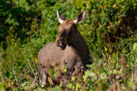 Moose in the Fall Rutの写真素材