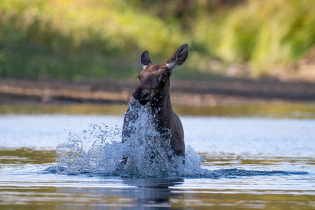 Moose (Elaphus elephas) in a waterholeの写真素材