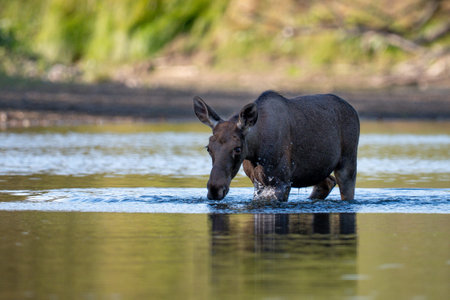 Moose in a waterholeの写真素材