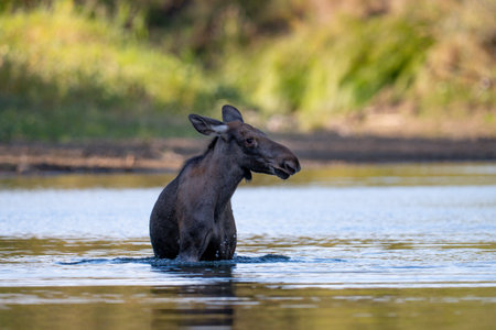 Moose (Alces alces) in the Okavango Delta, Botswana.の写真素材