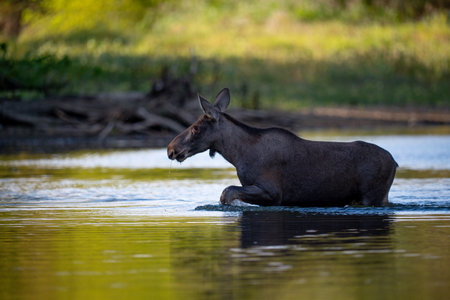 Moose (Alces alces) in a waterholeの写真素材
