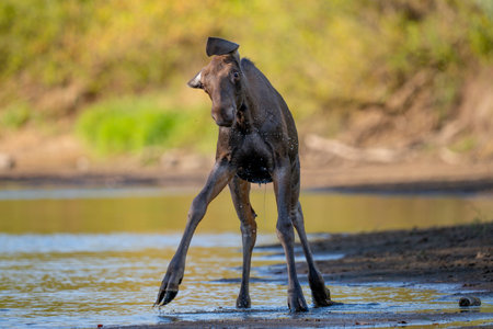 Moose (Alces alces) in a waterholeの写真素材