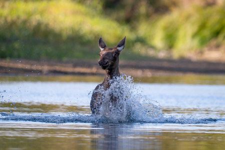 Moose (Alces alces) in a waterholeの写真素材