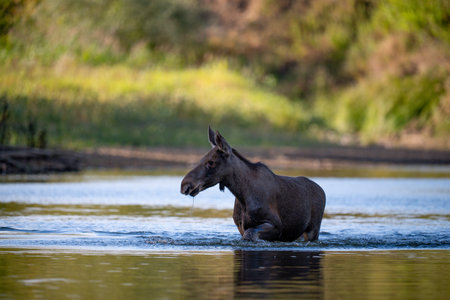 Moose in a lakeの写真素材