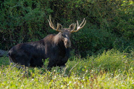 Bull Moose (Cervus elephas) in Polandの写真素材