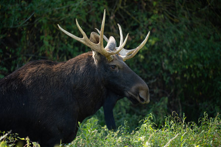 Bull Moose in Europe.Polandの写真素材