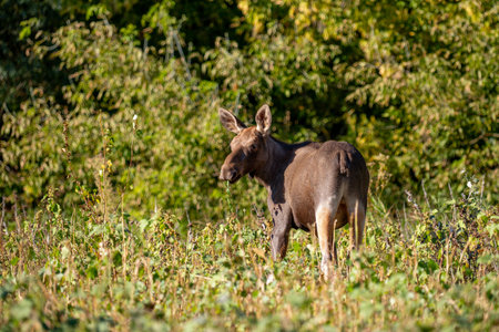 Moose (Alces alces) in the field.の写真素材
