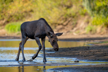 Moose, Cervus elaphus, drinking at a waterholeの写真素材