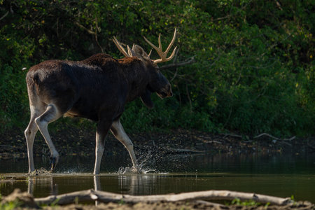 Moose, Cervus elaphus, drinking at a waterholeの写真素材