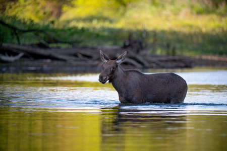 Moose (Elaphus elaphus) in Europe. Polandの写真素材