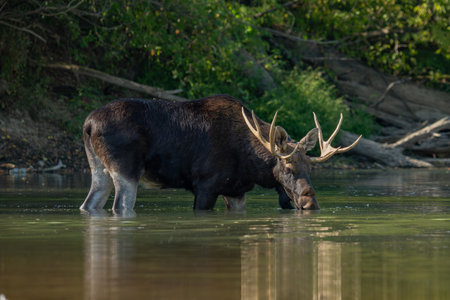 Bull Elk (Cervus elephas) in Yellowstone National Parkの写真素材
