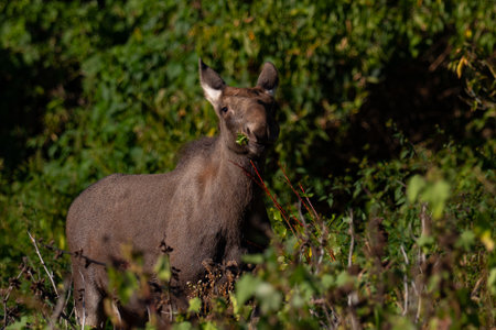 Moose (Cervus elaphus) in the forestの写真素材