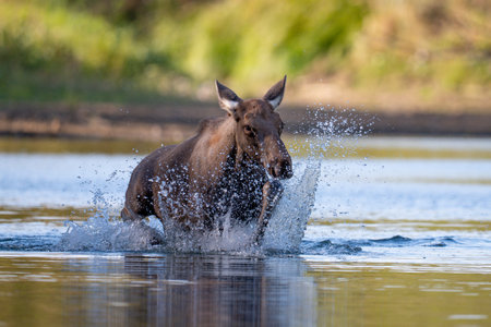 Moose (Alces alces) in water, Yellowstone National Park, Wyoming, USAの写真素材