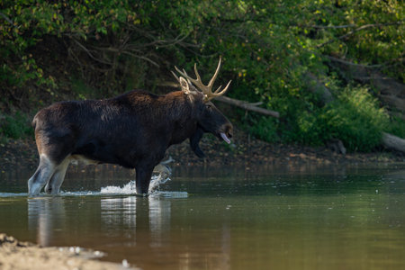 Bull Moose (Cervus elephas) in Yellowstone National Park, Wyomingの写真素材