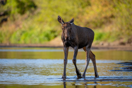 Moose (Alces alces) drinking at a waterholeの写真素材