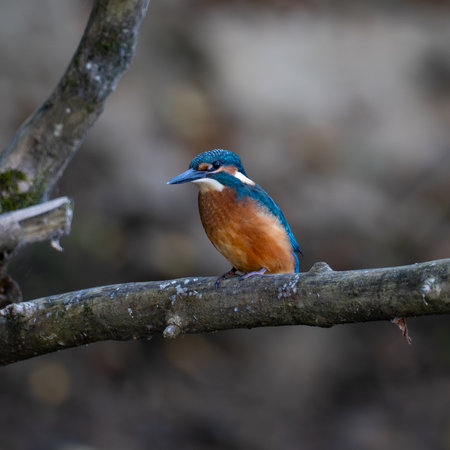 Kingfisher (Alcedo atthis) perched on a branchの写真素材