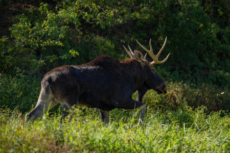 Bull Moose (Cervus elaphus). Wildlife animal.の写真素材