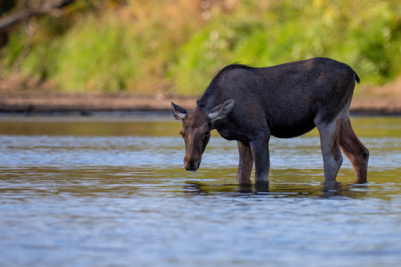 Moose (Alces alces) drinking water in a riverの写真素材