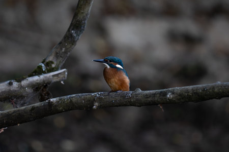 Kingfisher (Alcedo atthis) sitting on a branchの写真素材