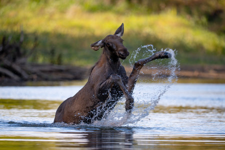 Moose (Alces alces) shaking off water in a lakeの写真素材