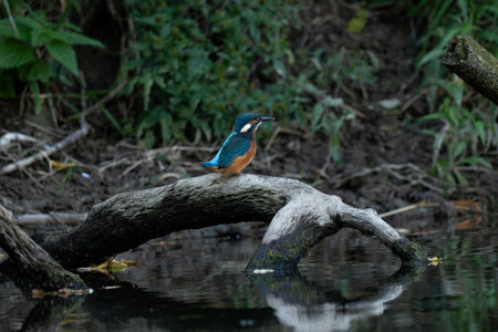 Kingfisher (Alcedo atthis) on a logの写真素材