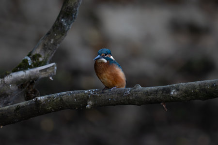 Kingfisher (Alcedo atthis) on a branchの写真素材