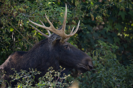 Bull Moose - Alces alces - Cervus elephasの写真素材