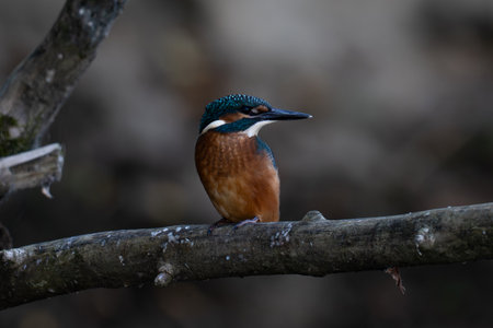 Kingfisher (Alcedo atthis) perched on a branchの写真素材