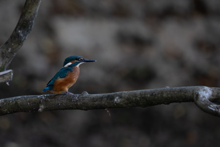Kingfisher (Alcedo atthis) perched on a branchの写真素材
