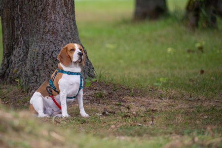 Beagle dog sitting on the grass next to a tree in the parkの写真素材