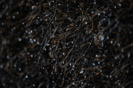 close-up of a bunch of dry twigs with raindropsの写真素材