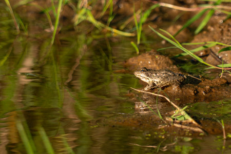 Frog in the water. Common European Toad (Bufo bufo)
