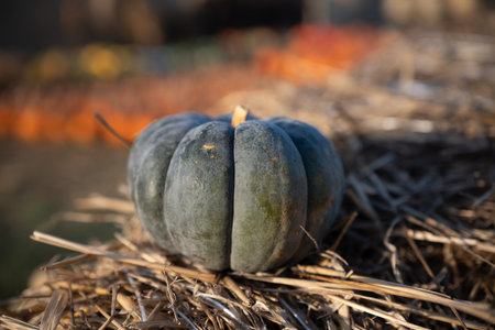 Pumpkin on a haystack in autumn.の写真素材